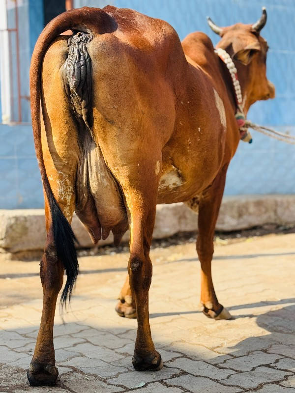 હોડકી વેચવાની છ...