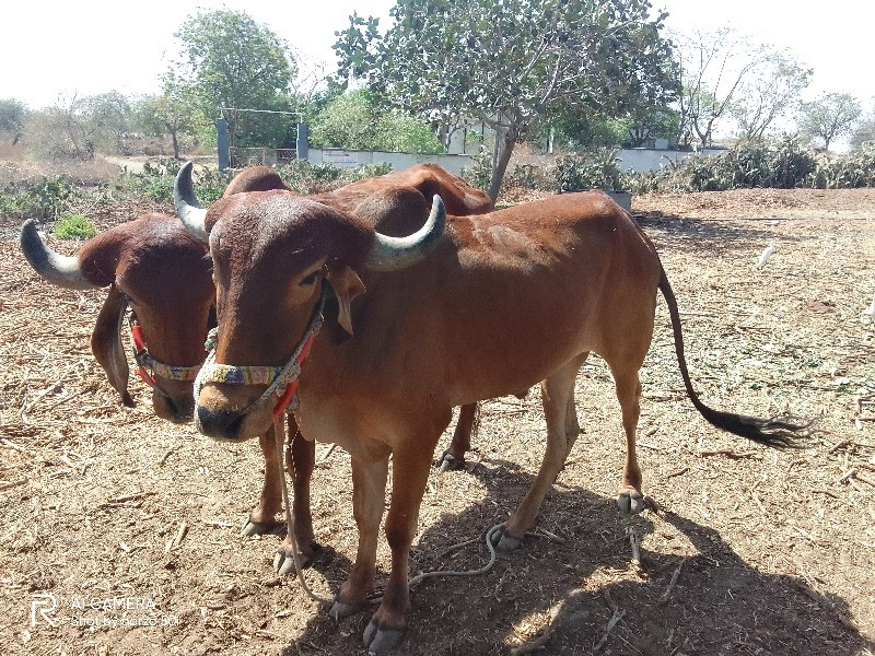 ગોઢલા