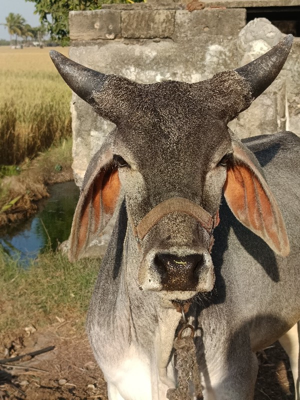 કચ્છી વાછડી વેચ...