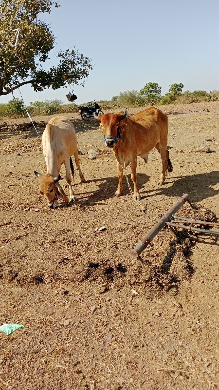 સુતારીયા ભંડારી...