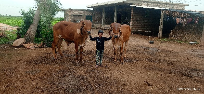 ગોઢલાવેસવાનાસે...