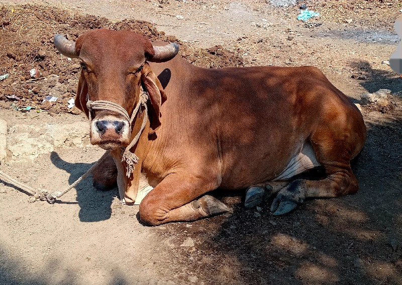 ગાઈ વેચવાનો છે