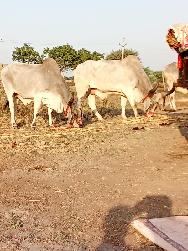 બળદ વેચવાના છે