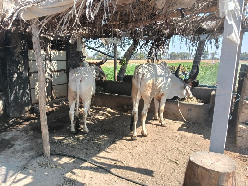બળદ વેચવા ના છે...