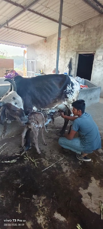 ગાય સારી છે.