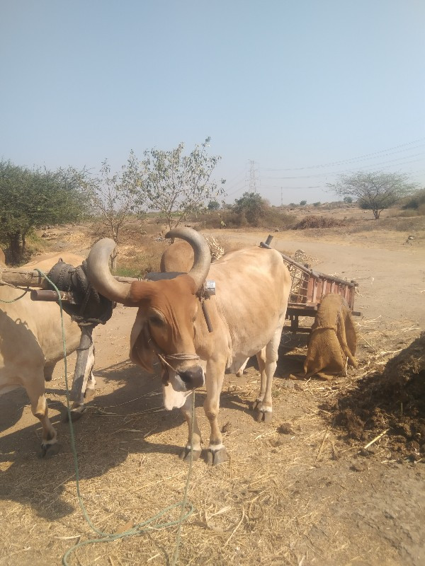 બળદ‌ વેચવાના છે