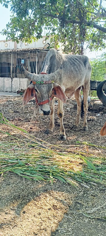 વાંસડા વેસવાનાછ...