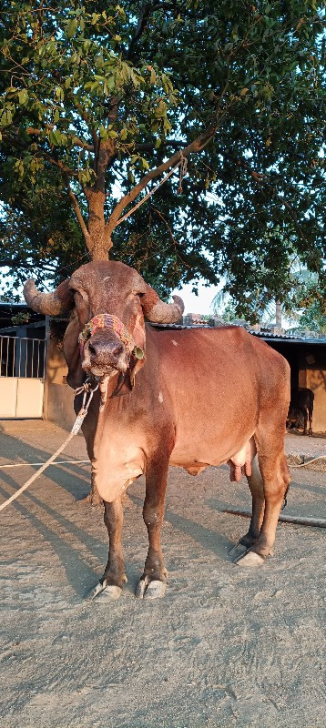 ગાય વેચવાની છે