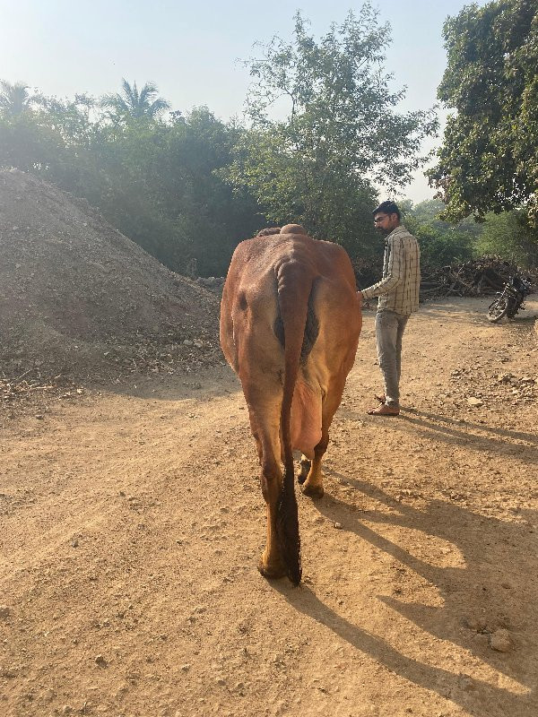 ગાય વેસવાની છે...