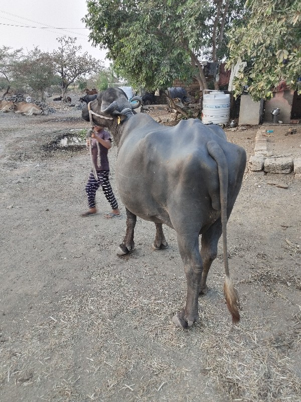 પેલુ વેતર ખડેલી...