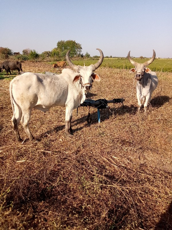 ગોઢલા