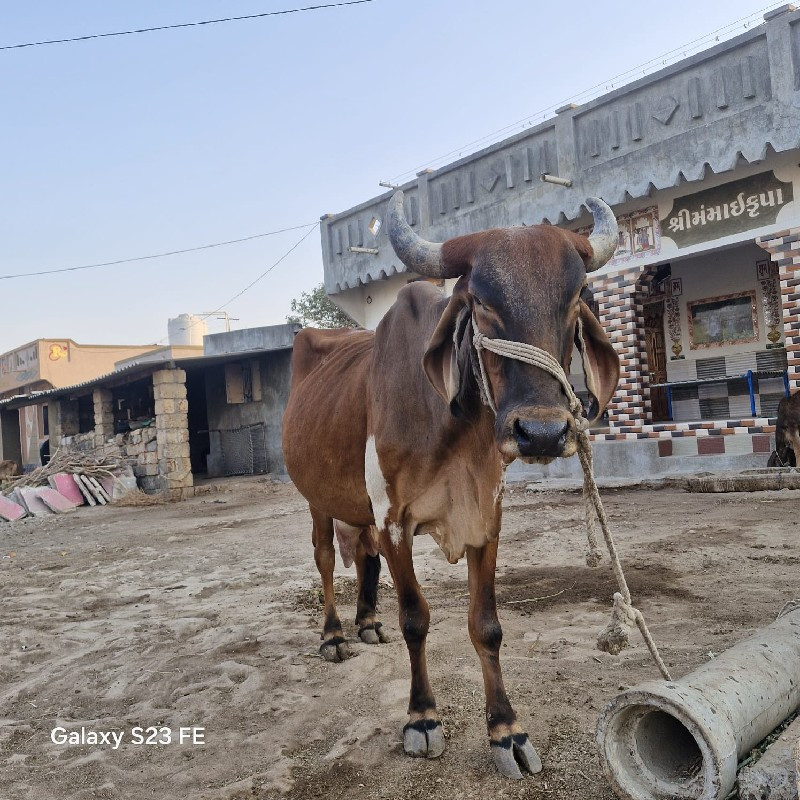 ગાય વેચવાની