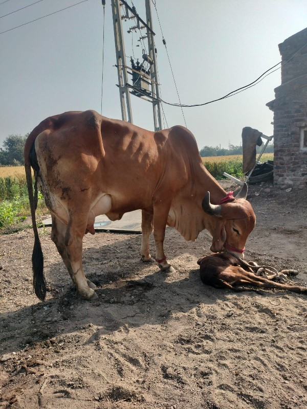 ગીર હોડકી વેચવા...