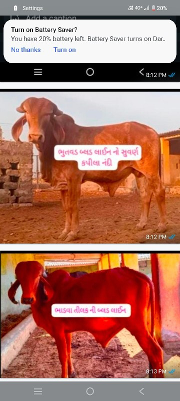 ગીર વાછડીઓ તથા...