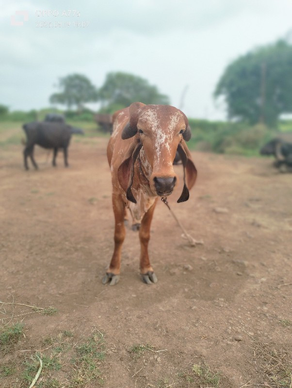 ગીર ગાય વેચવાની...