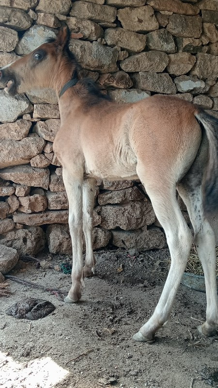 વશેરો વેસવાનો છ...