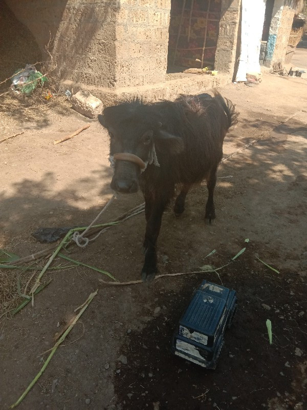 પાડી વેચવાની છે...