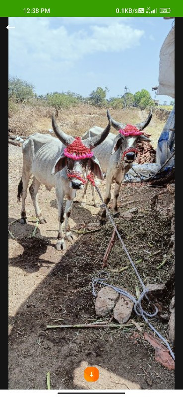 બડદ વેશવાના છે