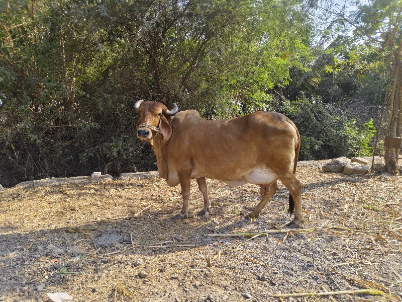 ગાય દેવાની સે