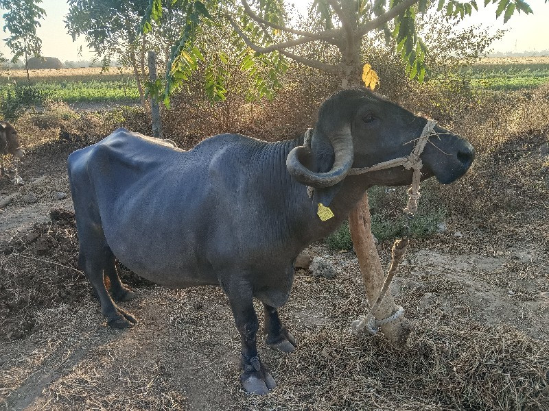 ભેંસ વેશ વાની છ...