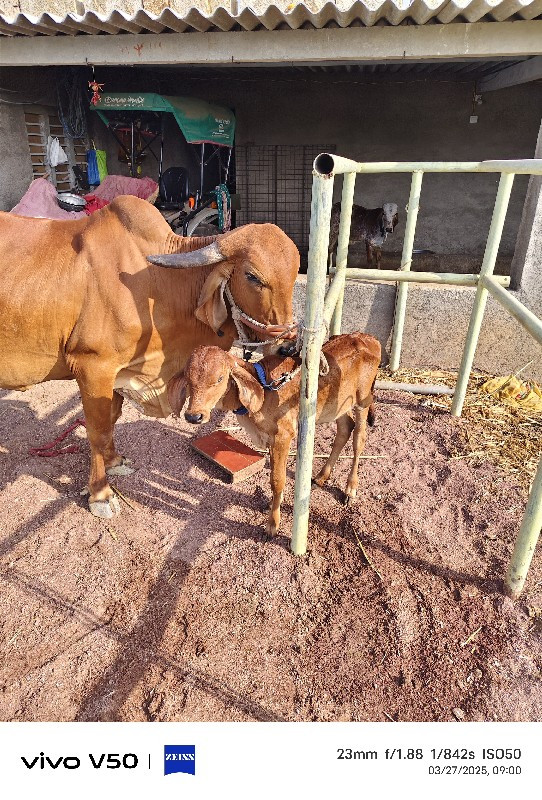 ગાય