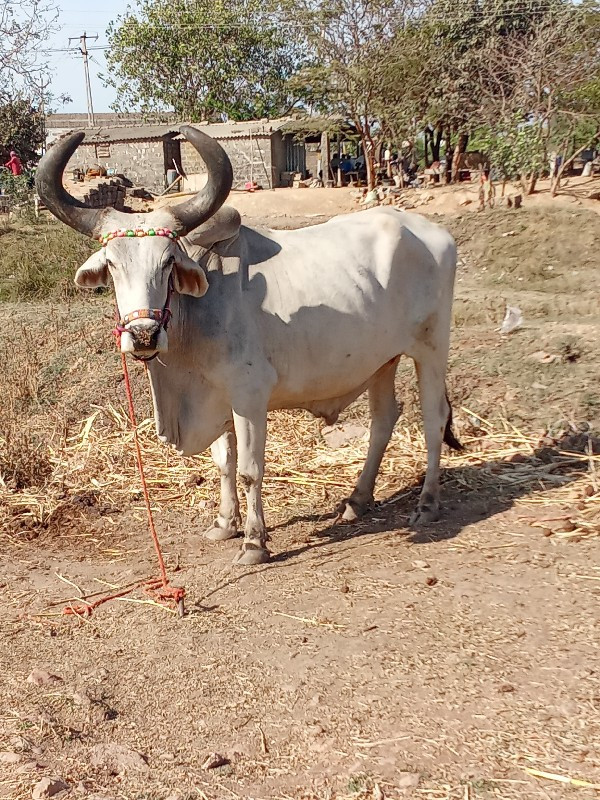 બળદ વેચવાના છે