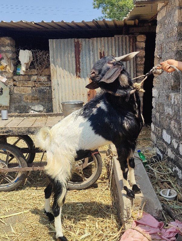 Bakra sell