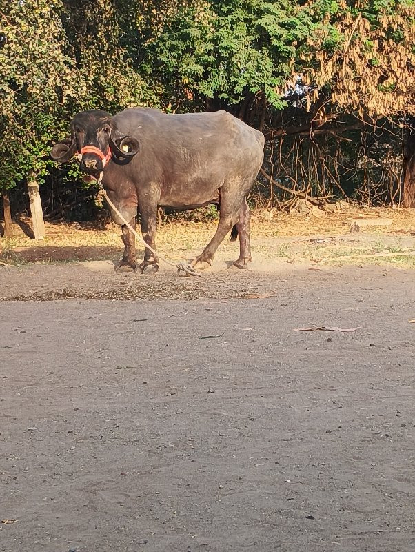 બીજા વેતરની ખડા...