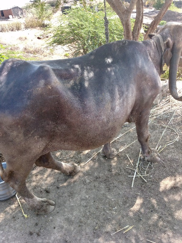 આભેવેચવાનીચે