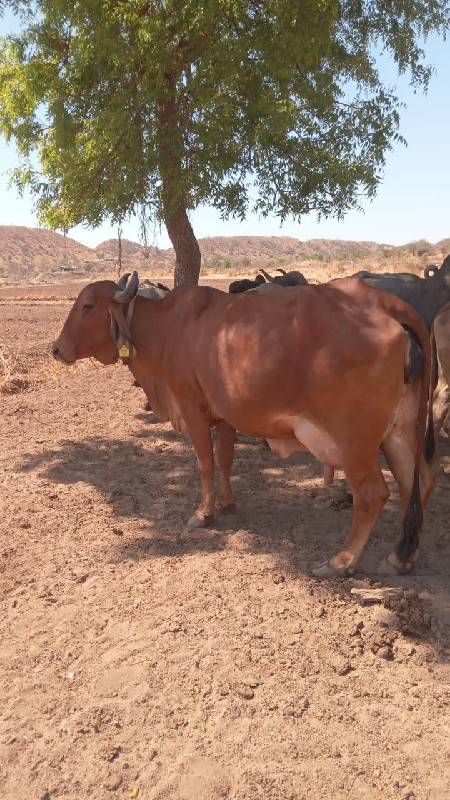 મુન્ના ભરવાડ