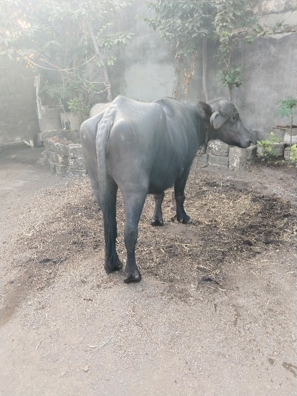 આખડેલી વેચવાની...