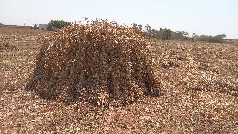 જુવારની સાર  વે...