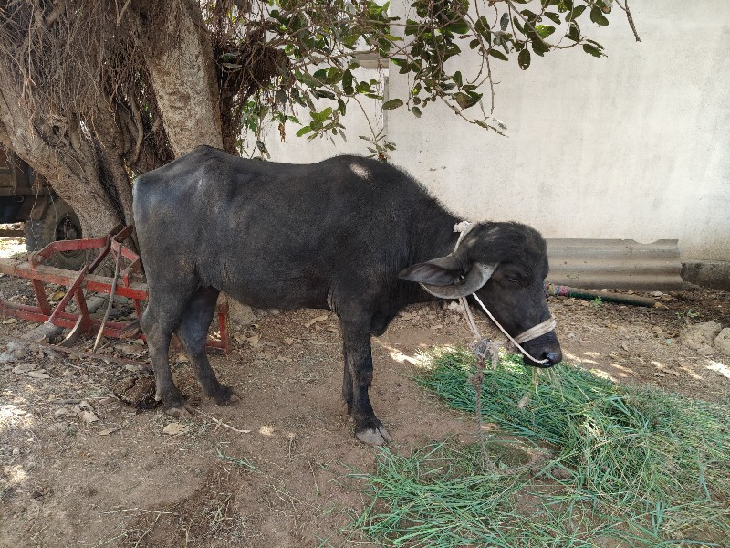 1 વેતર