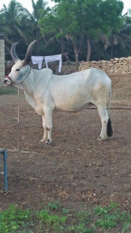 બળદ વેચવા ના છે