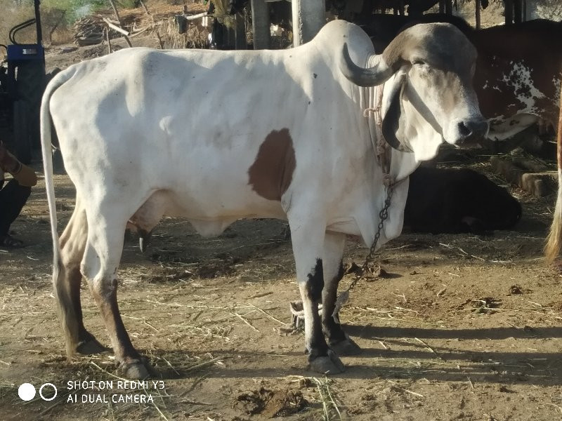 ગાય વેચવાની સે