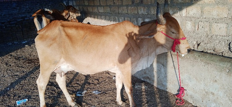 ગાય વેચવાની છે