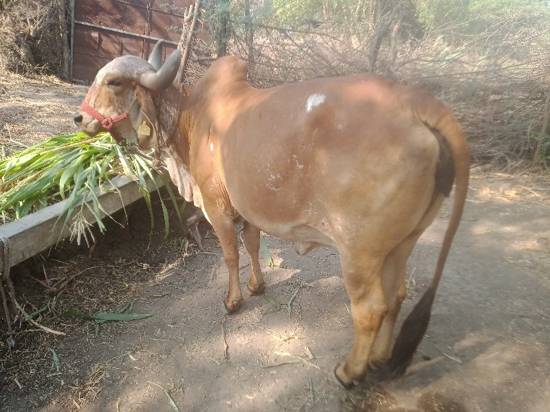 એક.તીજુ..દુધ.7....