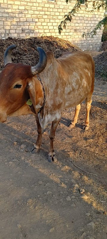 2 જુ વેતર વિયાં...