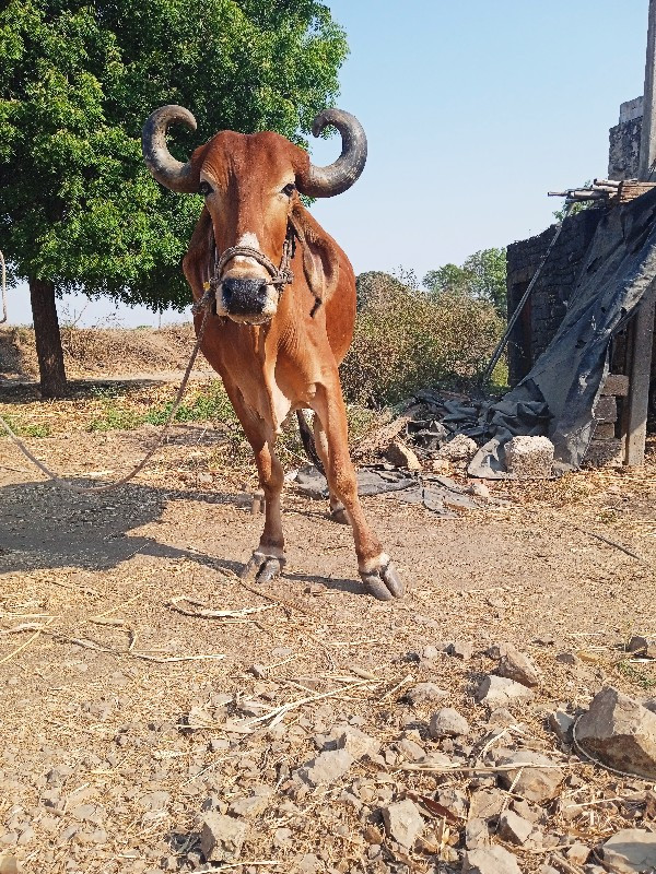 બળદ વેચવાના છે