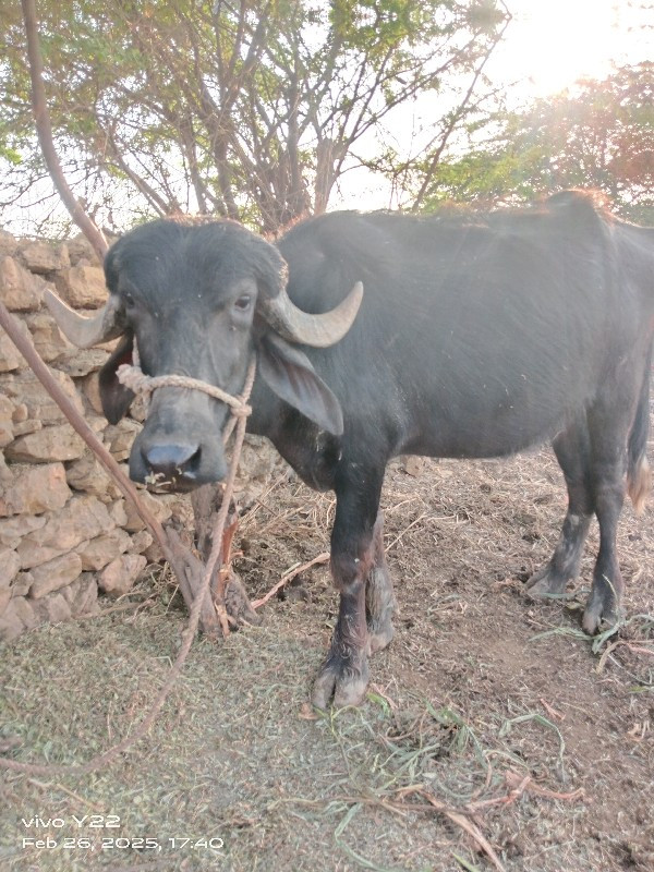 ખઢેલુ વેચવાનું...