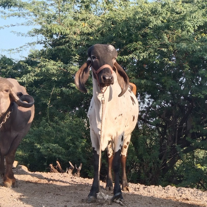 ગીર ઓળકિ વેચવાન...