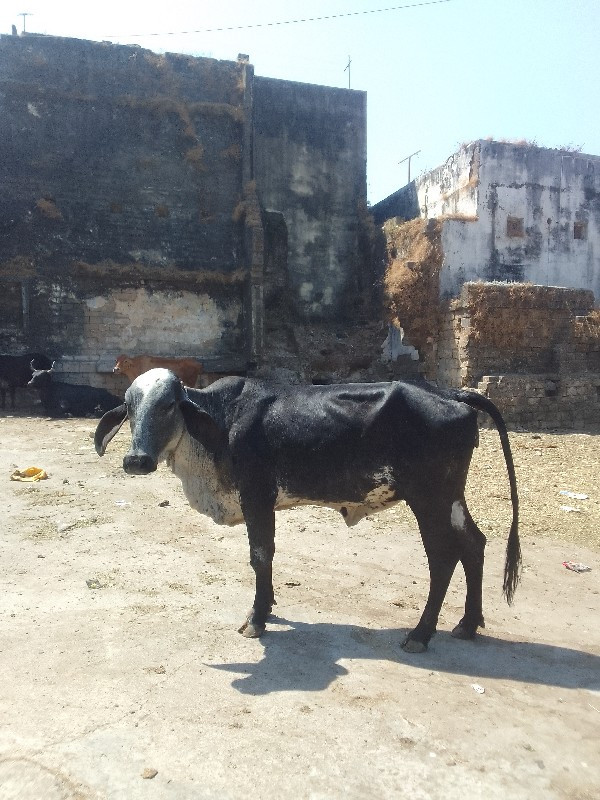 ગીર ક્રોસ હોડકી...