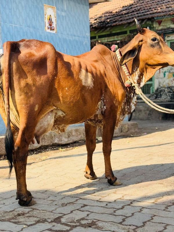 હોડકી વેચવાની છ...