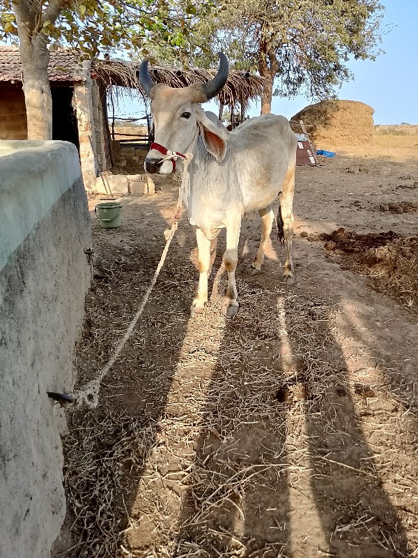 ગોધલા