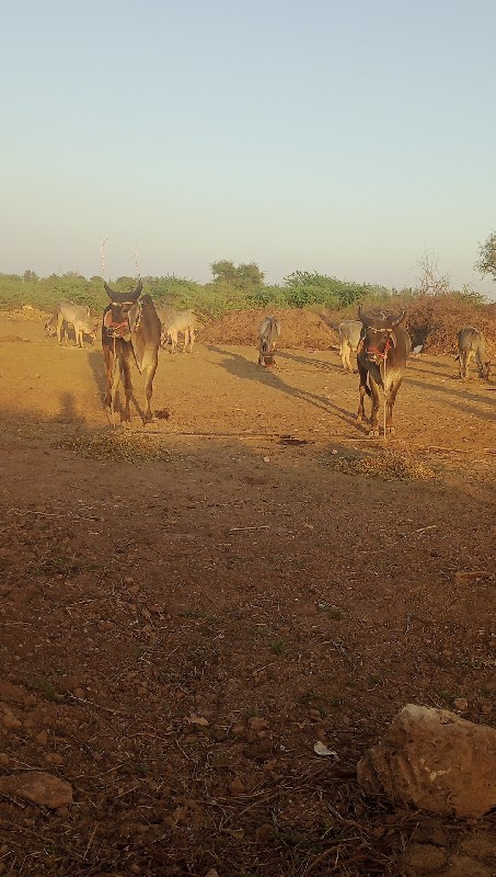 ગોઢલા વેચવાના છ...