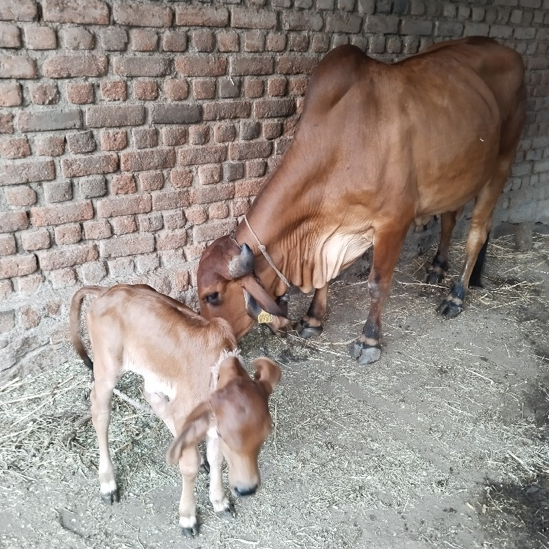 ગાયવેચવાની છે