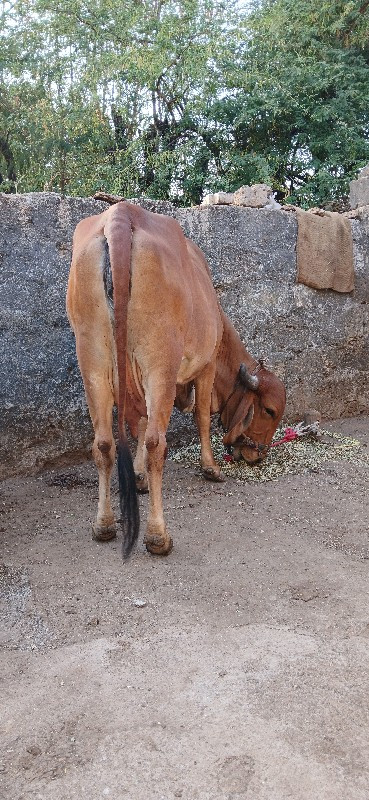 ગાય વેચવાની છે