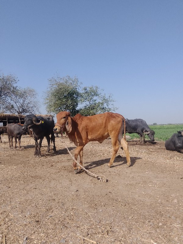 આ હોડકી વેશવાની...