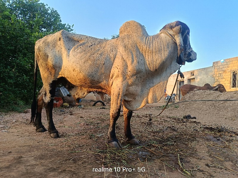 ગિર ખુટ