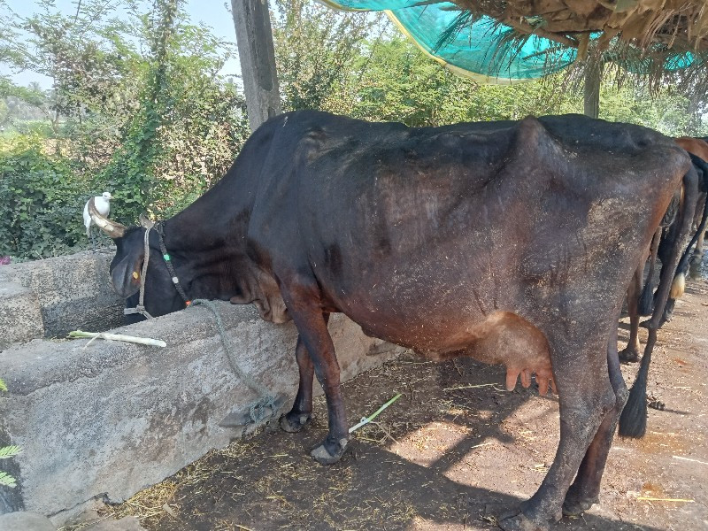 ૧૦દિવસ ની વાર